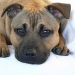 Staffordshire Bull Terrier