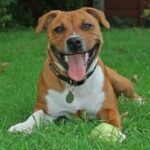 Staffordshire Bull Terrier