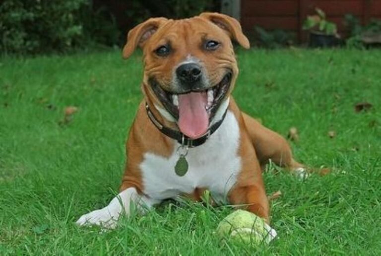 Staffordshire Bull Terrier