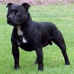 Staffordshire Bull Terrier