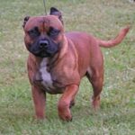 Staffordshire Bull Terrier