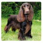Sussex Spaniel