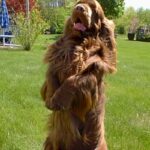 Sussex Spaniel