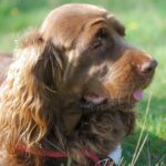 Sussex Spaniel