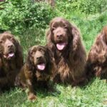 Sussex Spaniel