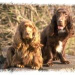 Sussex Spaniel