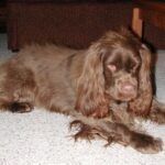 Sussex Spaniel