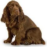 Sussex Spaniel