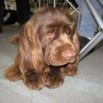 Sussex Spaniel