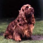 Sussex Spaniel