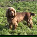 Sussex Spaniel