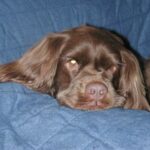 Sussex Spaniel