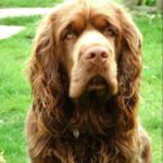 Sussex Spaniel