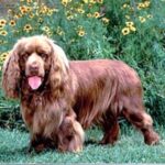 Sussex Spaniel