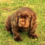 Sussex Spaniel