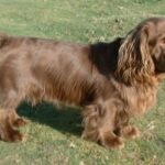 Sussex Spaniel
