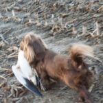 Sussex Spaniel