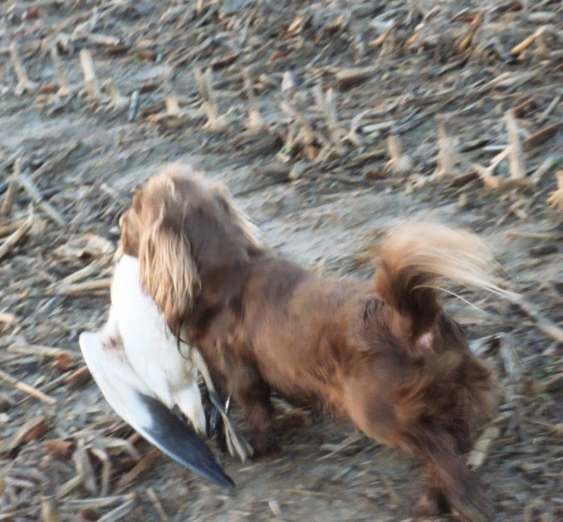 Sussex Spaniel