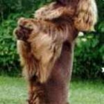 Sussex Spaniel