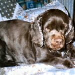 Sussex Spaniel