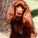 Sussex Spaniel