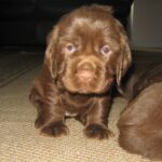 Sussex Spaniel