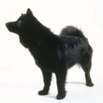 Svensk Lapphund