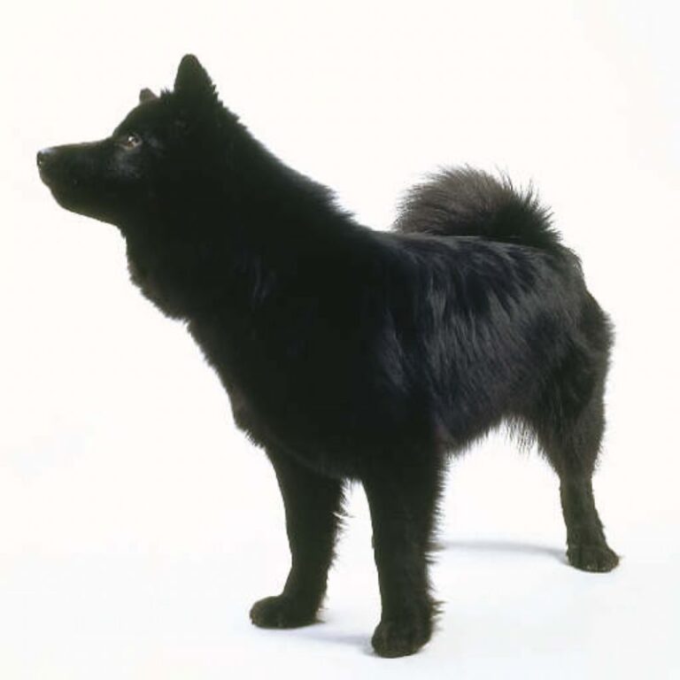 Svensk Lapphund