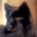 Svensk Lapphund