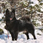 Svensk Lapphund
