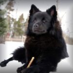 Svensk Lapphund