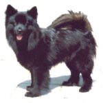 Svensk Lapphund