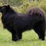 Svensk Lapphund