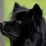 Svensk Lapphund