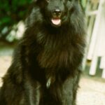 Svensk Lapphund