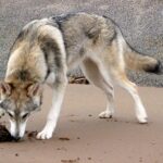 Tamaskahund