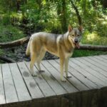 Tamaskahund