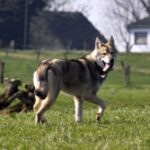 Tamaskahund