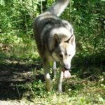 Tamaskahund