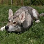 Tamaskahund