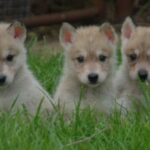 Tamaskahund