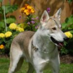 Tamaskahund
