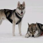 Tamaskahund