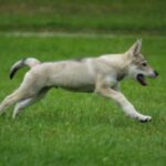 Tamaskahund