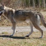 Tamaskahund