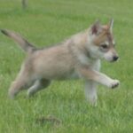 Tamaskahund