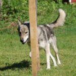Tamaskahund