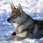 Tamaskahund