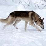 Tamaskahund