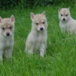 Tamaskahund